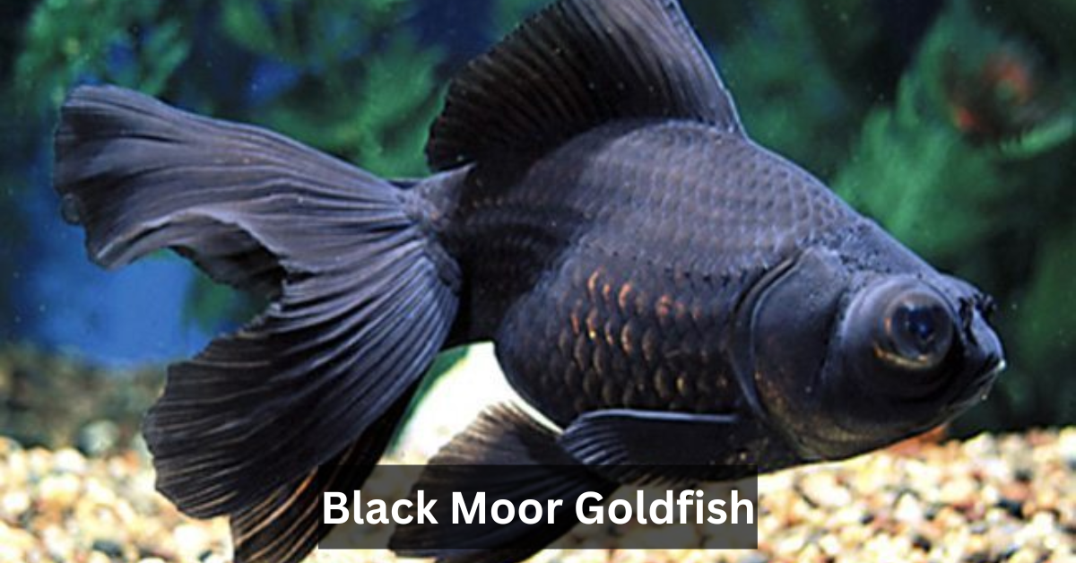 Black Moor Goldfish