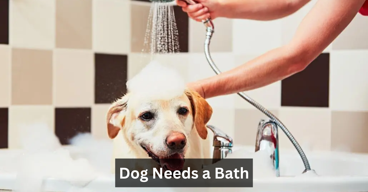 Dog Needs a Bath