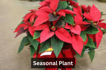 Seasonal Plant
