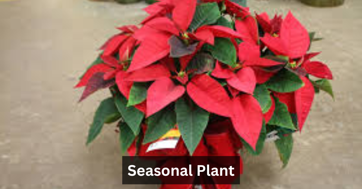Seasonal Plant