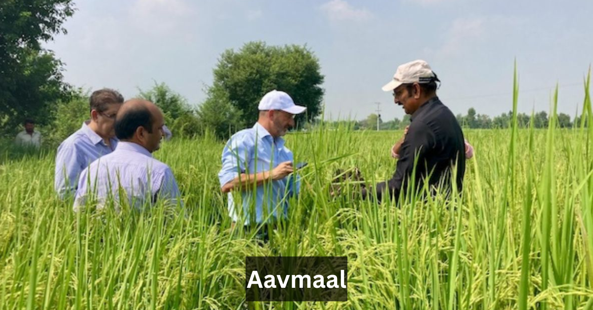 Aavmaal
