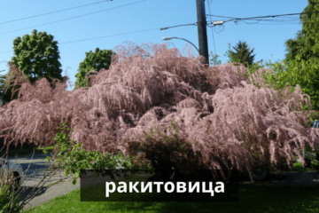 ракитовица