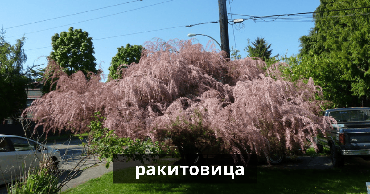 ракитовица